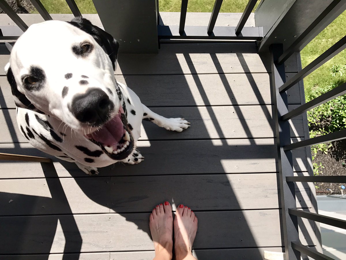 KathrynCartini's tweet photo. My dog finds it hilarious I have a ridiculous sneaker tan from walking him. #CHEXitOUT #wheresthelove ? https://t.co/dnKCM1LOKT