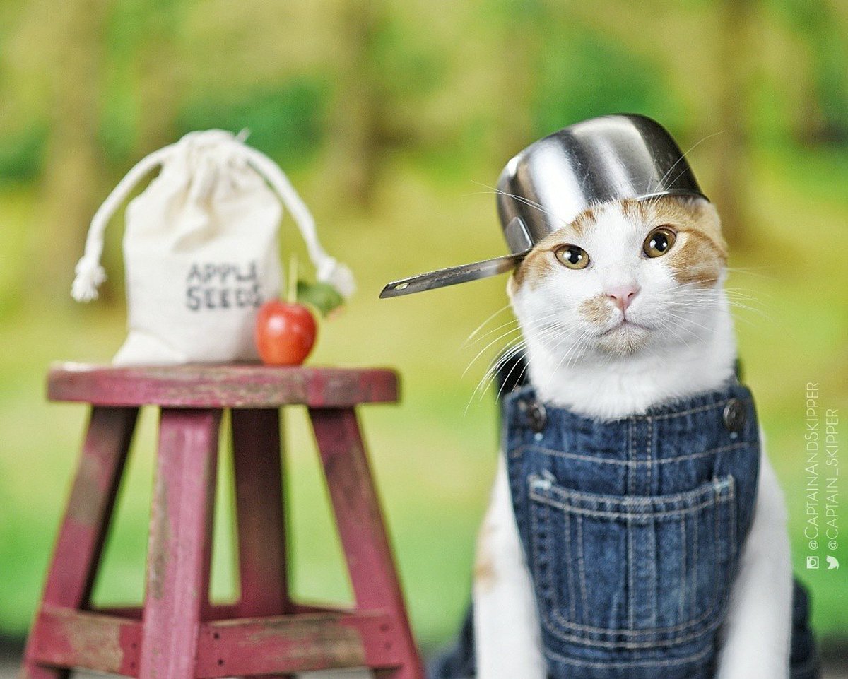captain_skipper's tweet photo. You can haz more apple trees.  #CatsOfTwitter #apples @Motts #johnnyappleseed https://t.co/9MrzQKiGi5