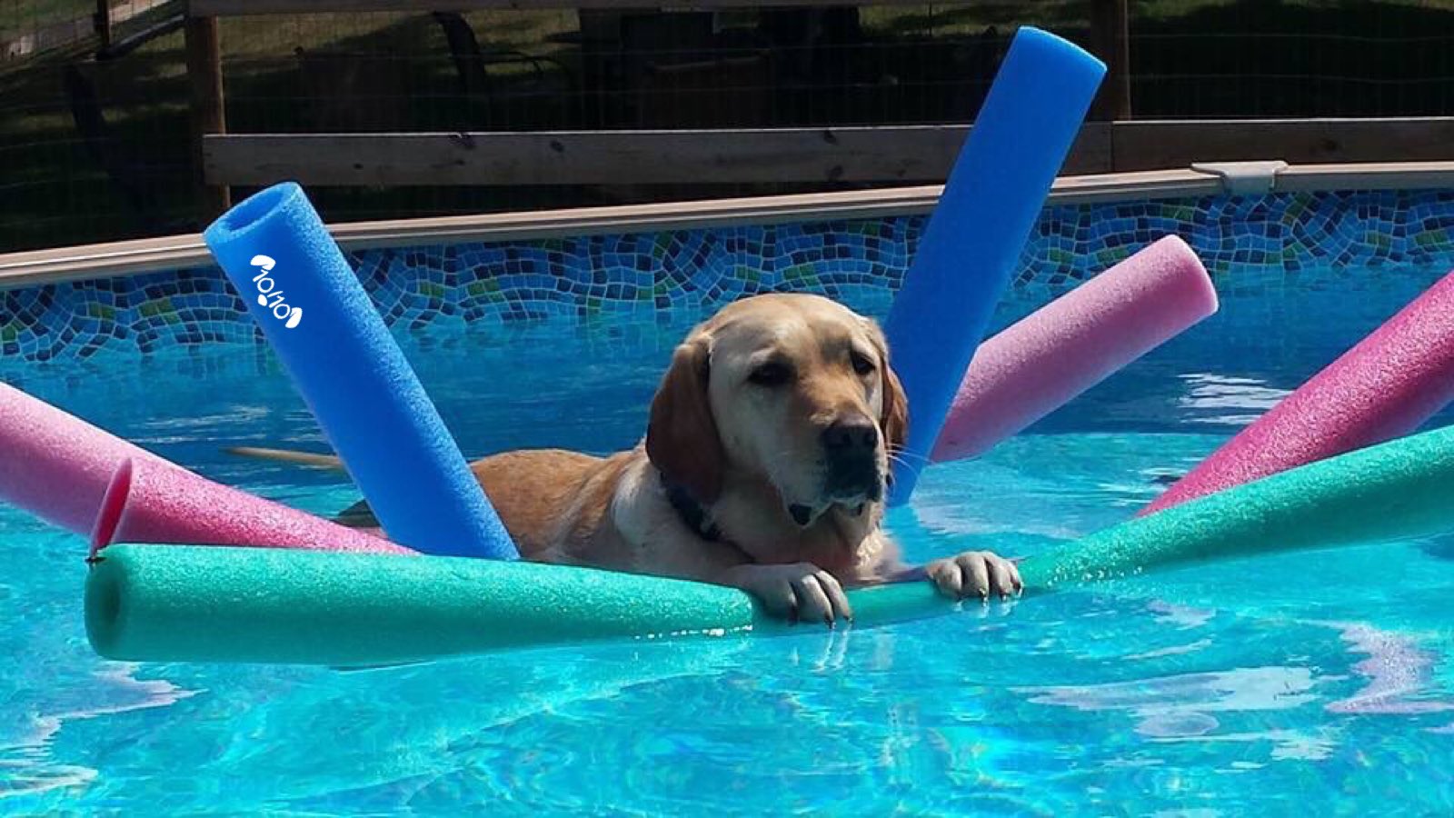 WeRateDogs™ on Twitter "This is Jeffrey. He has a monopoly on the pool noodles. Currently