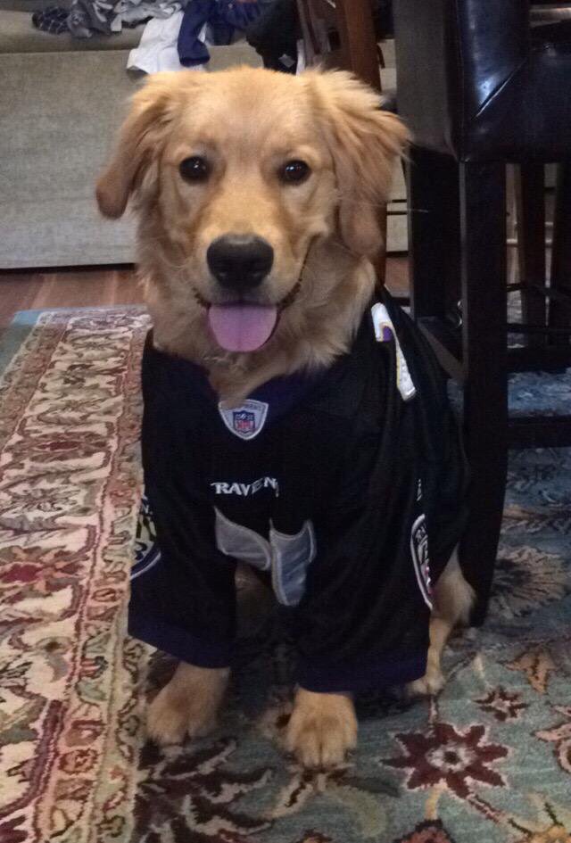 Ry_nocerous's tweet image. About to bring Cutty with me to @Ravens training camp at M&amp;amp;T Bank on August 12th 🐶😈#bringyourpups