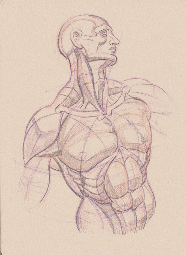 jorge_goytizolo's tweet photo. More anatomy practice, mastercopy: Burne Hogarth #burnehogarth #anatomypractice #torsostudy https://t.co/66PLvlVLMG