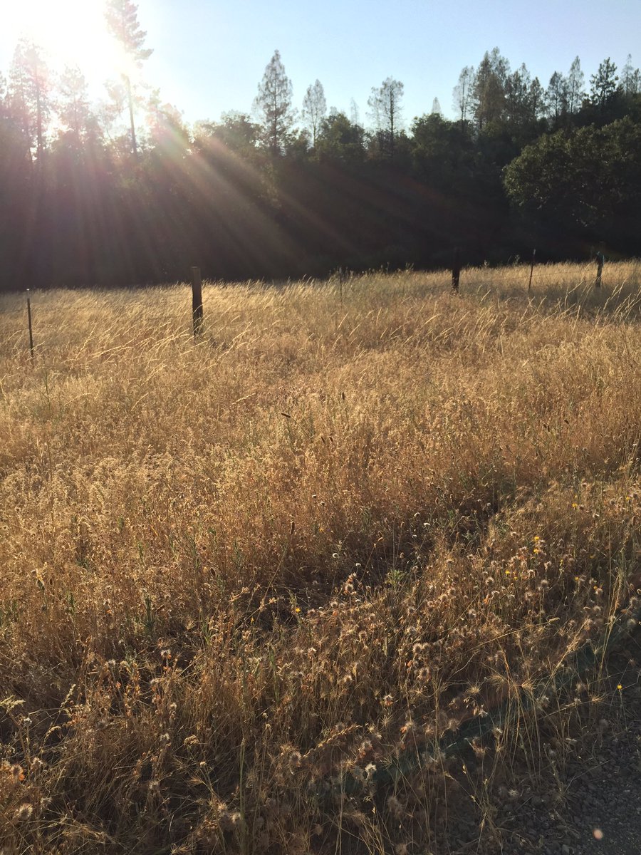 LilyFielding3's tweet photo. We live in a beautiful place. #trinitycountyCA https://t.co/0dme1Am3D4