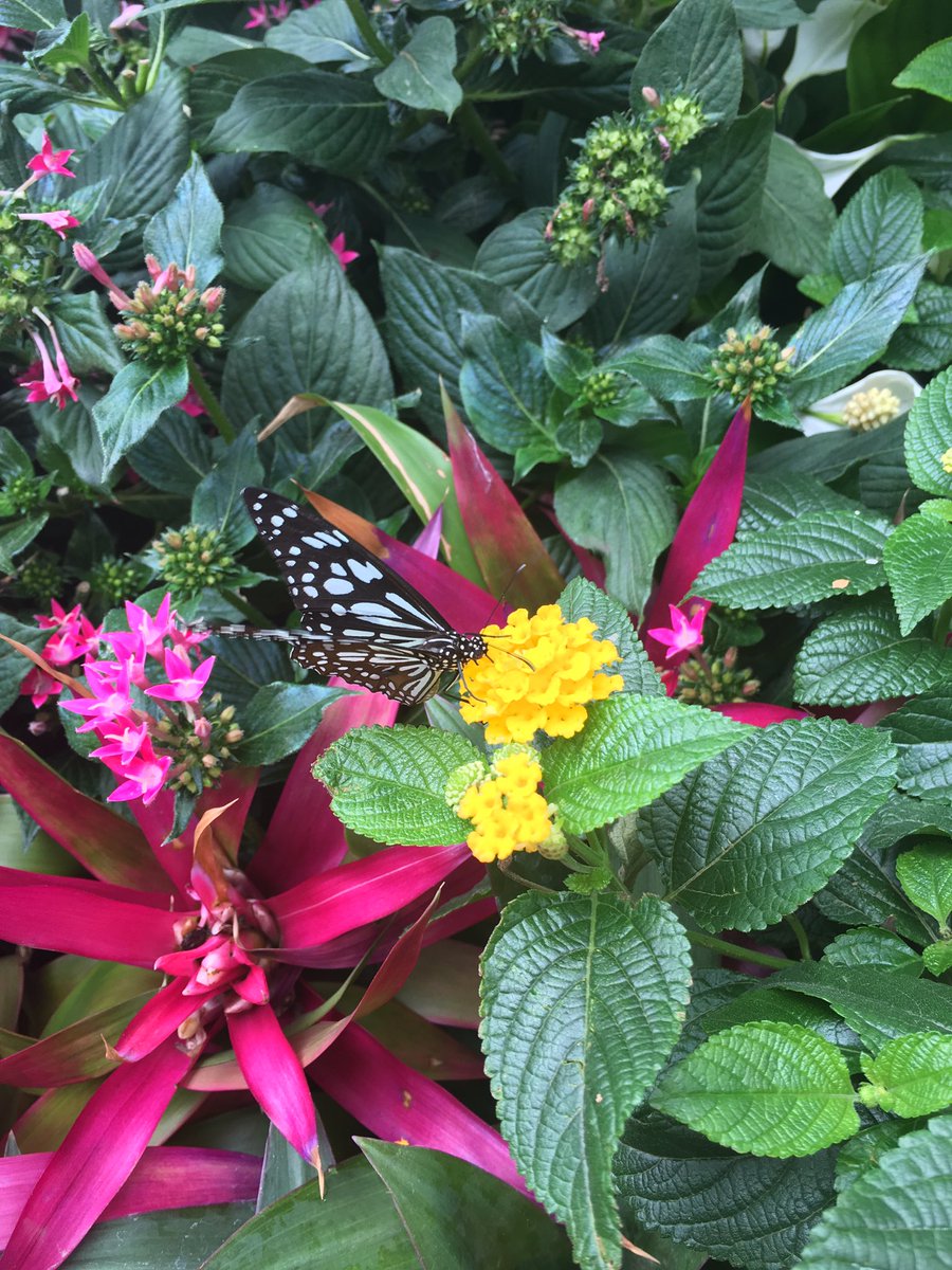 PrimaryWhirley's tweet photo. Whirley school did a brilliant job at Tatton! Very proud of our super gardening club! #RHSTatton #talentedgardeners #recyclingexperts https://t.co/y7rmz91LYz