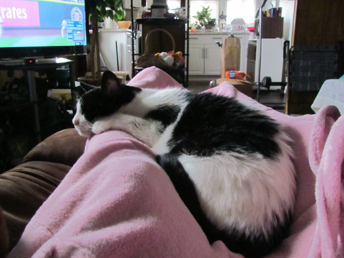 1Jerseyboy4u's tweet photo. I iz takin cares of my maw #LovingKitty #ImTheSweetestEver https://t.co/A4qHD4fOBc