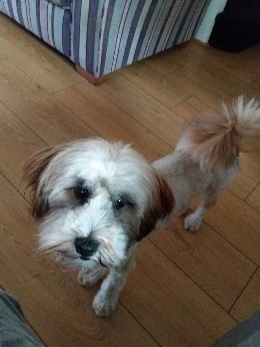saintsue2's tweet photo. @Henchontheradio our baby girls haircut. Xx https://t.co/r9GZmkSsqs
