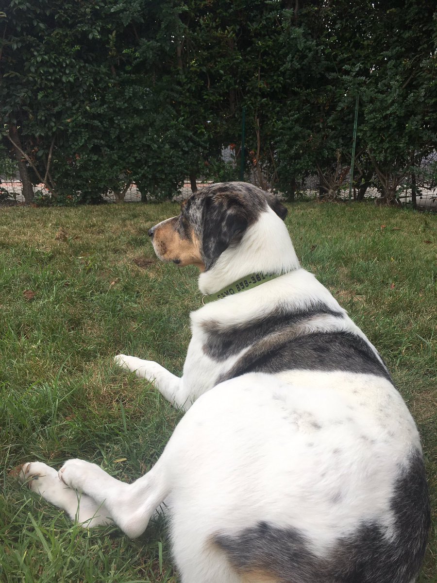 glacey12's tweet photo. Camo loves being outside now that it's not a million degrees outside!! Such a happy happy boy. #texastocalifornia https://t.co/BWmVg9UMJp