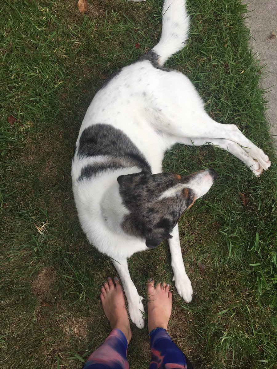 glacey12's tweet photo. Camo loves being outside now that it's not a million degrees outside!! Such a happy happy boy. #texastocalifornia https://t.co/BWmVg9UMJp