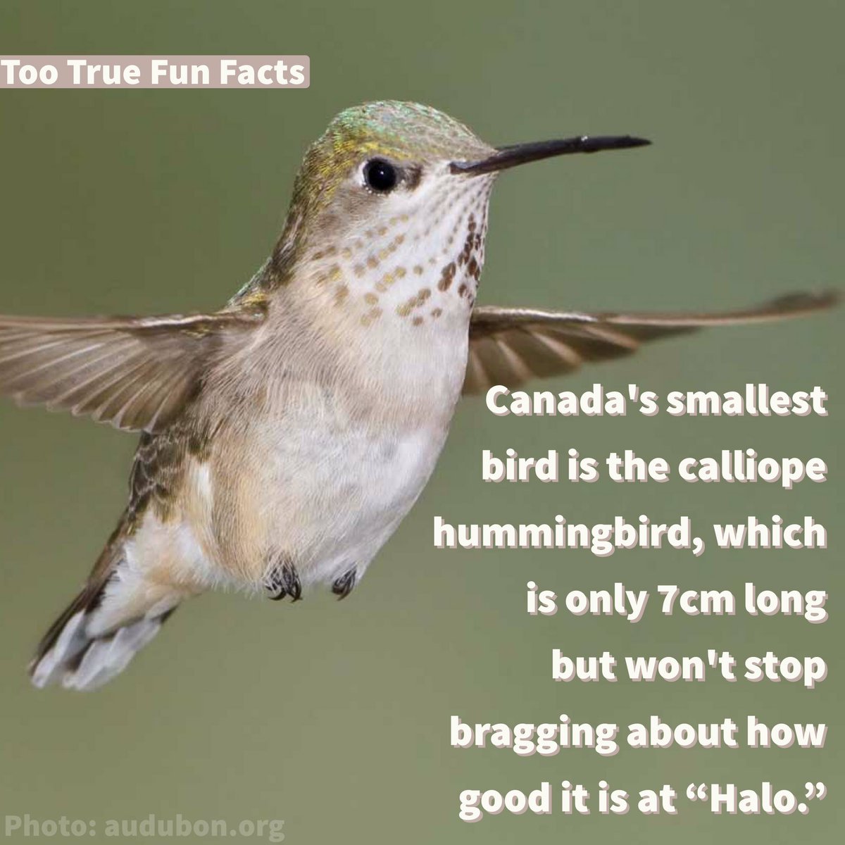 Uzivatel Too True Fun Facts Na Twitteru Animal Fun Fact Hummingbird Bird Birds Animals Videogames Halo Canada Canadian Comedy Meme Memes Parody Satire Humour Lol Https T Co Ra1xkxzhck