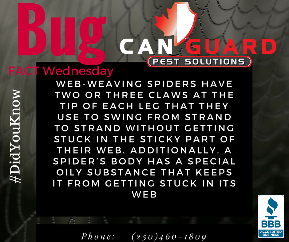 CanGuardPest's tweet photo. #PentictonBC #SouthOkanagan #PestControl #CanGuard#CarpenterAnts #Summer #wildlifecontrol https://t.co/leyJ0bYUPR Phone: (250)460-1809 https://t.co/QmV3uiuOqO