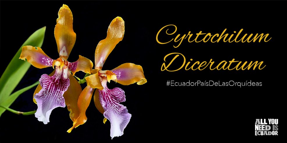Emblemática #orquídea de #Ecuador, propia de los bosques nubosos de #Carchi. Detalles➡ow.ly/XVOD304hrEW #EcuadorPaísDeLasOrquídeas🌸