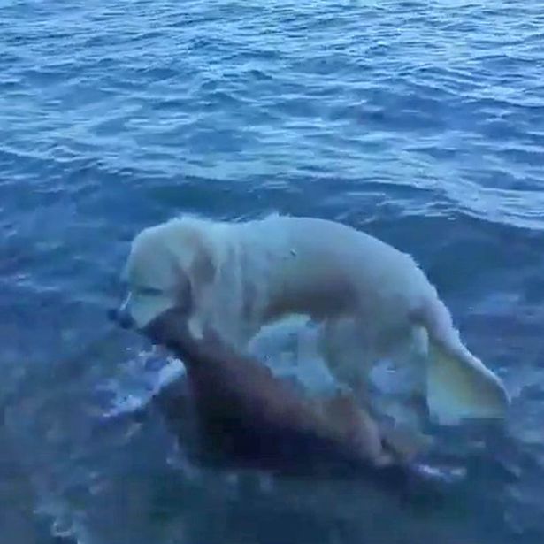 K9_consulting's tweet photo. This is why we love dogs! Heroic dog battles to save baby deer after it twice gets stranded out at sea https://t.co/CEIBXeIBR2 https://t.co/lmYpfO1T6M