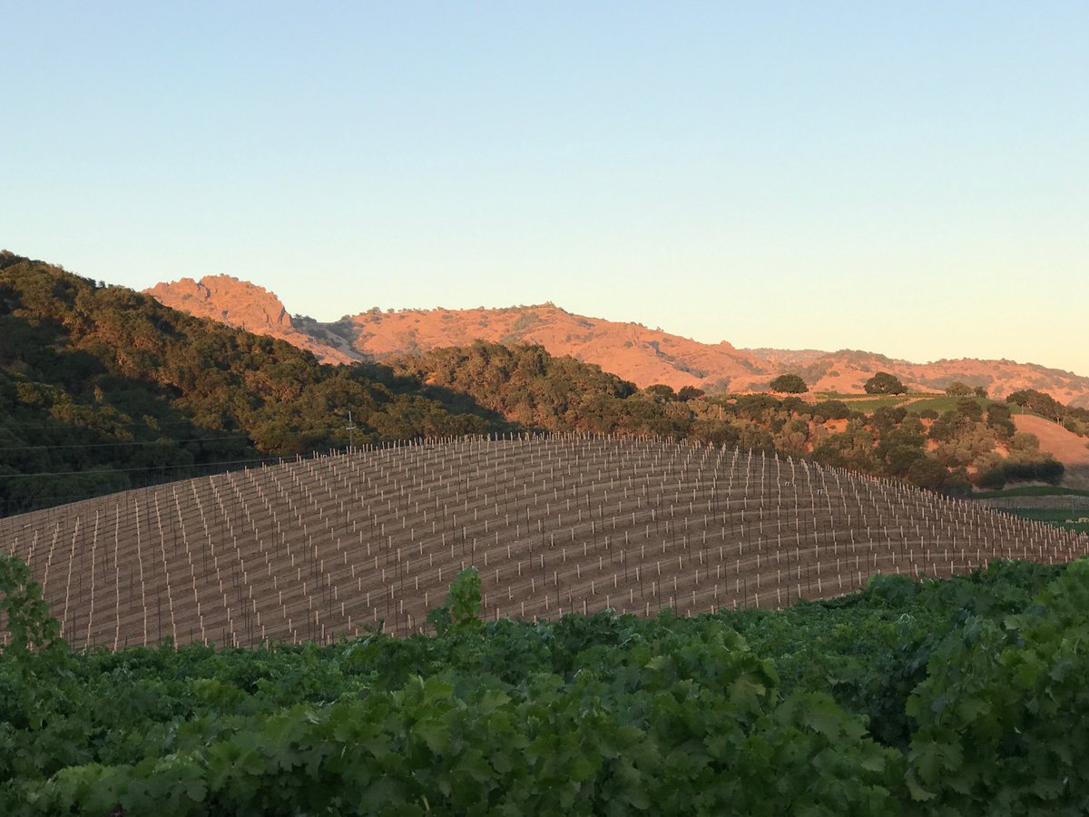 First sign of veraison in our Stags @SLDistrict  Leap District 2017 Estate Reserve Cabernet as our final plants are planted.  #CRUSH2017
