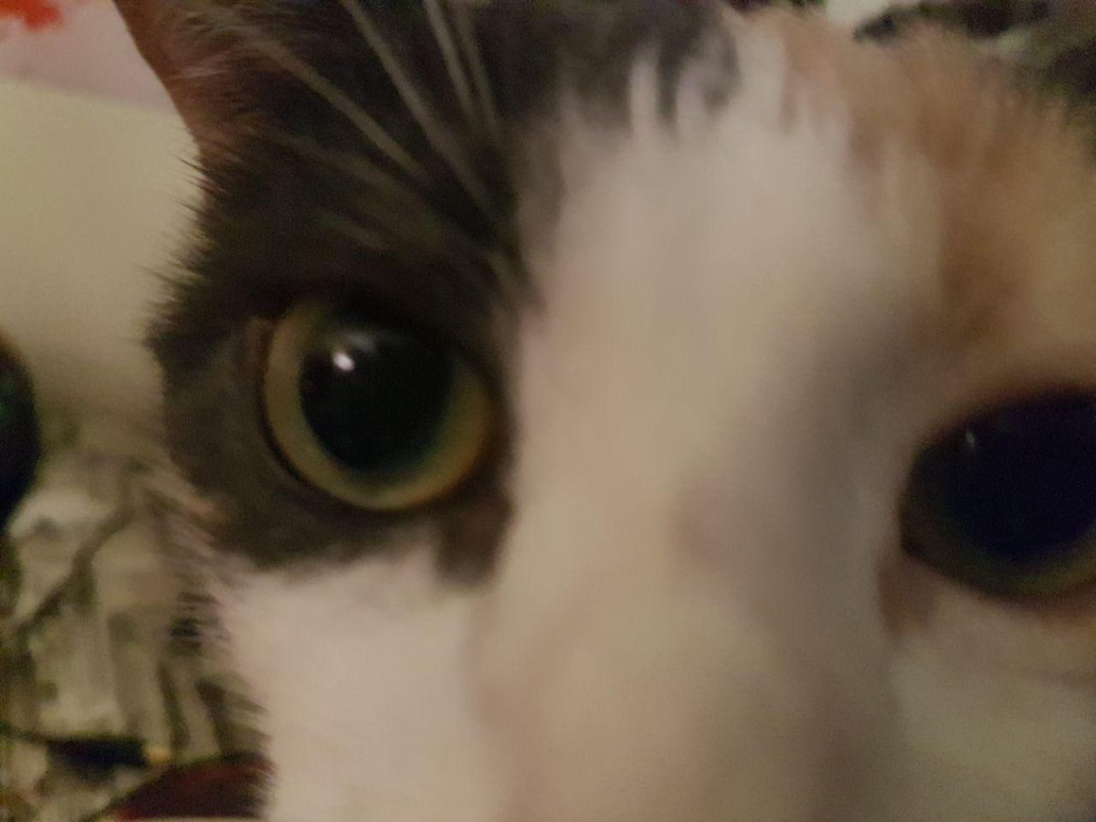 Einoow's tweet photo. Para cuando averigües qué hay dentro de la caja, esta gata ya habrá acabado contigo. Descubre la @BigBoxapp en https://t.co/NtCfewSJOi https://t.co/OHASVKl7Ip