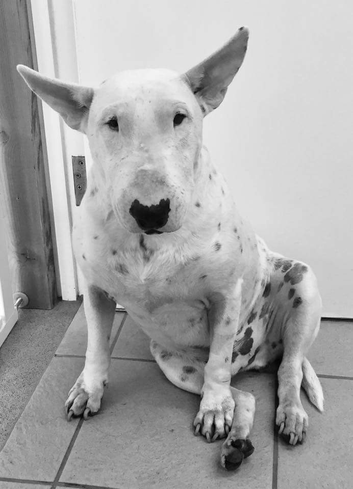 henribaby's tweet photo. #petvote 
#TeamEric  #BedsforBullies #Erictheviking https://t.co/NLDe5CplXh