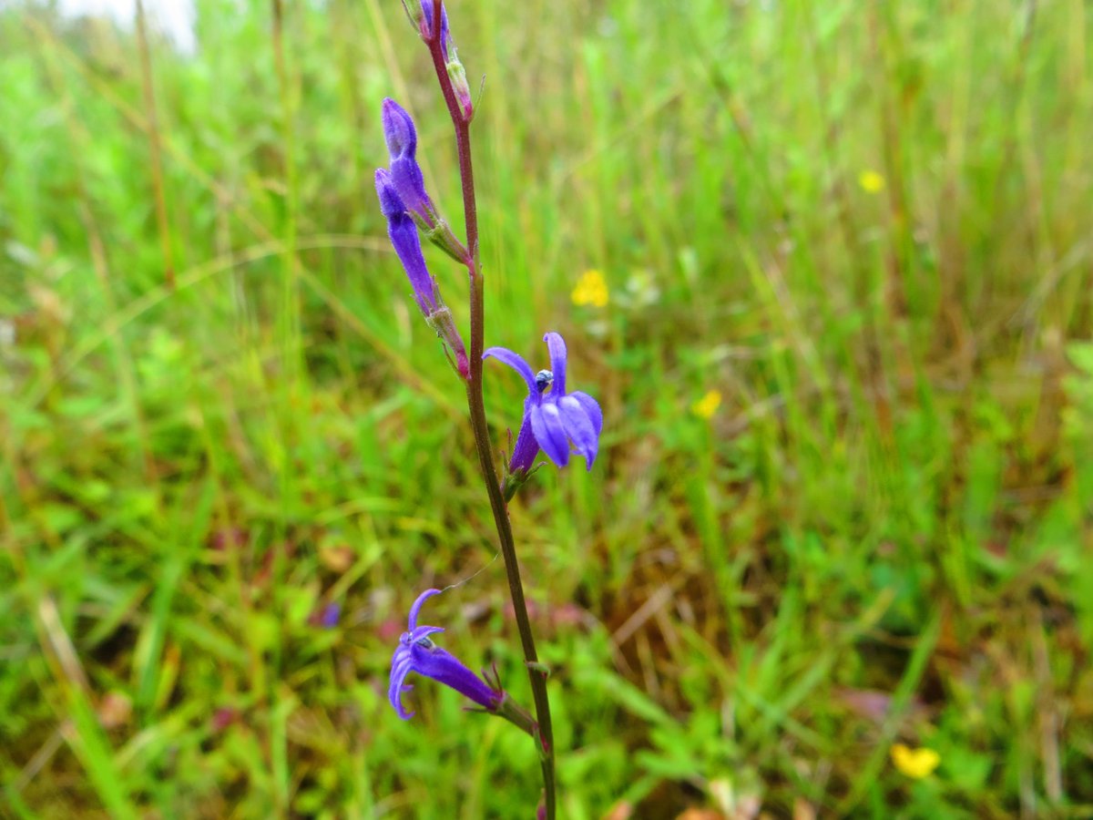 wildflowers hashtag on Twitter