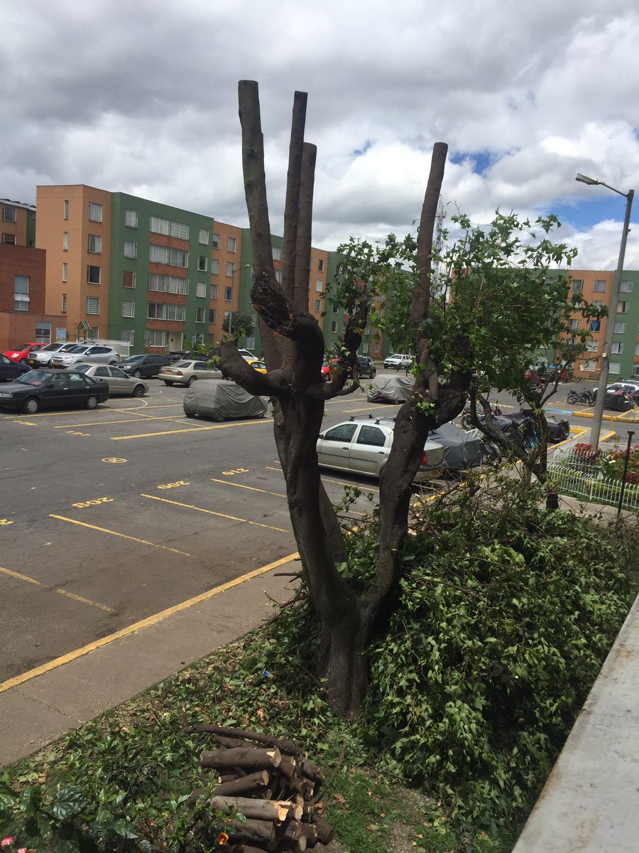 IngForestalCol tweet picture