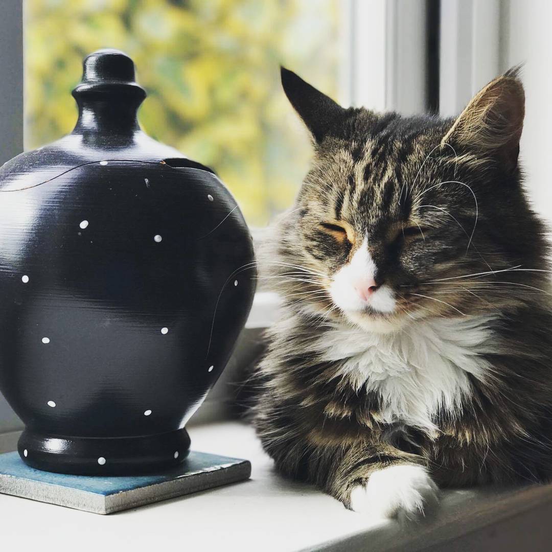 ColdicottVet's tweet photo. Kitty was brought in &amp; never found her owner. We looked after her, got her vaccinated &amp; neutered &amp; now she's settling in with her new owner! https://t.co/ySXdDFap2M