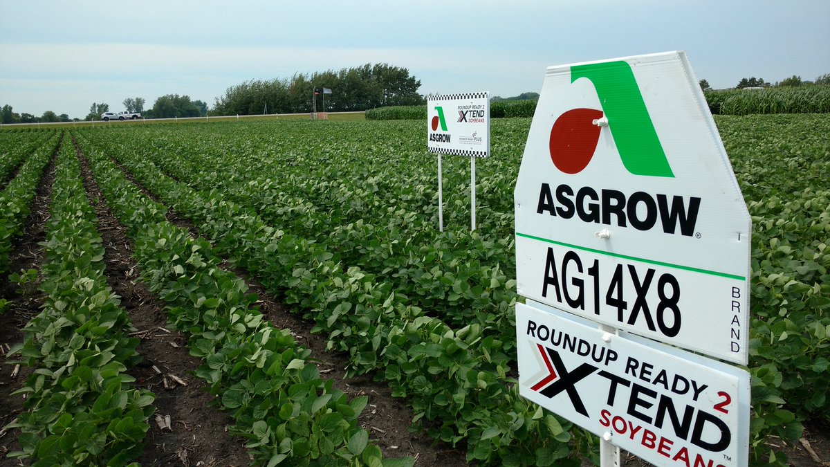 Evans1Mark's tweet photo. Not a weed in the #XTEND #ASGROW soybeans! @DKAS_Minnesota https://t.co/9DTTTp90mS