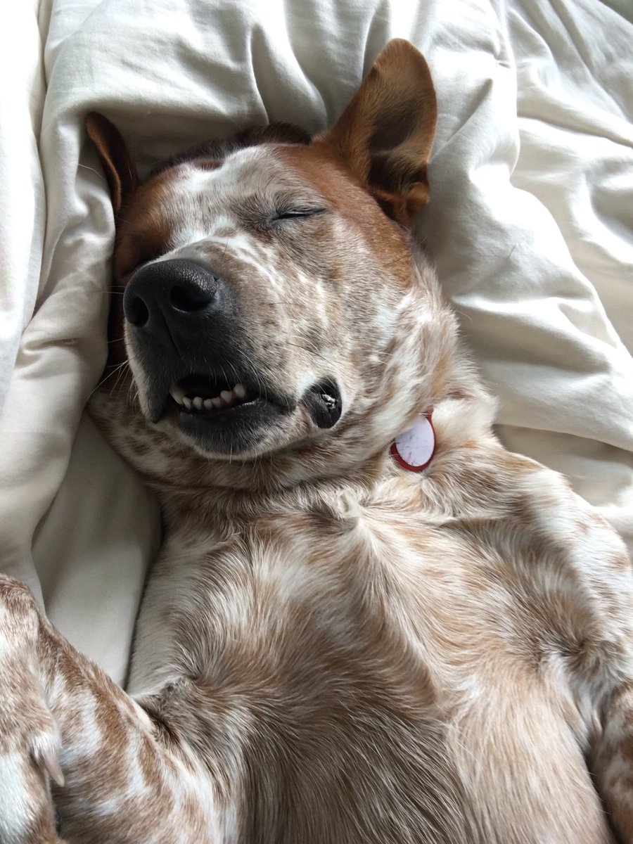 BevoTheDog's tweet photo. @BevoTheDog dog days of summer💕💕 dreaming of my trip to @Disneyland #BacheloretteMonday https://t.co/lKReeZt4LK