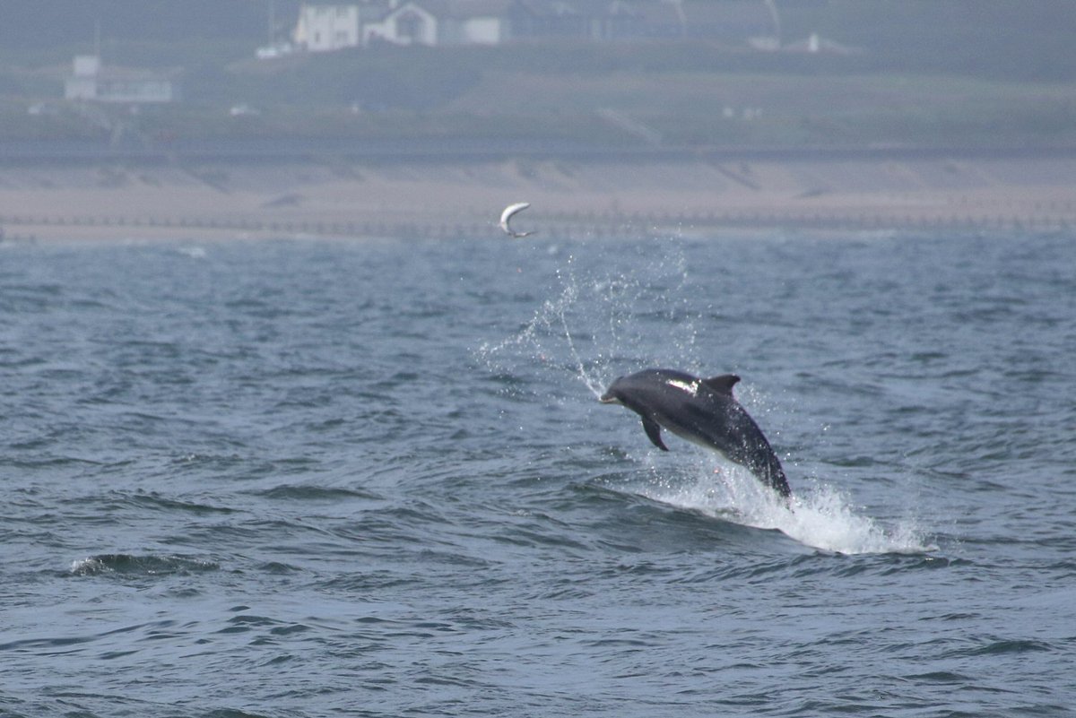 walterjsinnes's tweet photo. now, THAT is a #flying #salmon! #dolphins on the hunt at #Aberdeen today https://t.co/s7YFkKP852