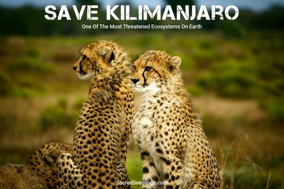 #Climate #biodiversity #deforestation