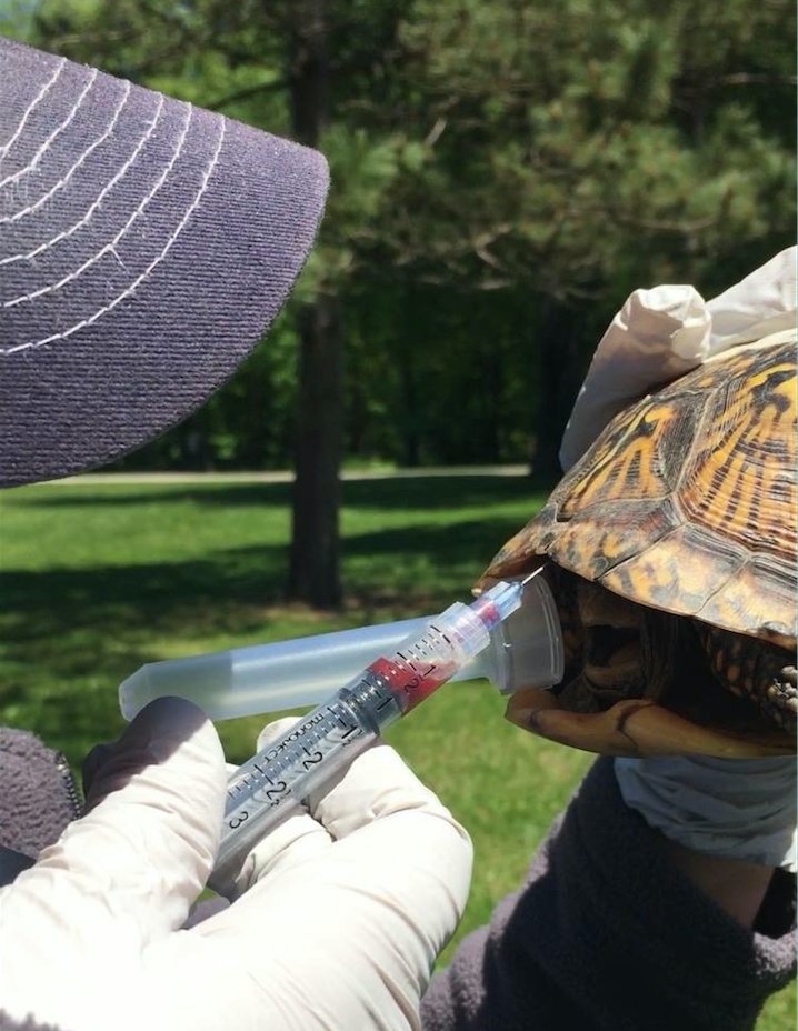 WildlifeEpiLab's tweet photo. What happens with all the #samples we collect? Check out Megan's blog! #DNAextraction #Codedforsuccess
https://t.co/nQNs4B16fZ https://t.co/3ZNZFlVTLp
