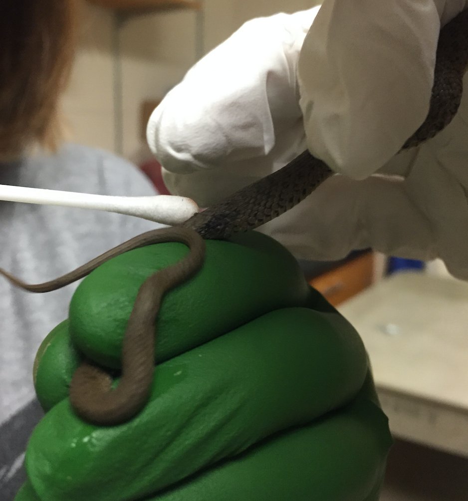 WildlifeEpiLab's tweet photo. What happens with all the #samples we collect? Check out Megan's blog! #DNAextraction #Codedforsuccess
https://t.co/nQNs4B16fZ https://t.co/3ZNZFlVTLp