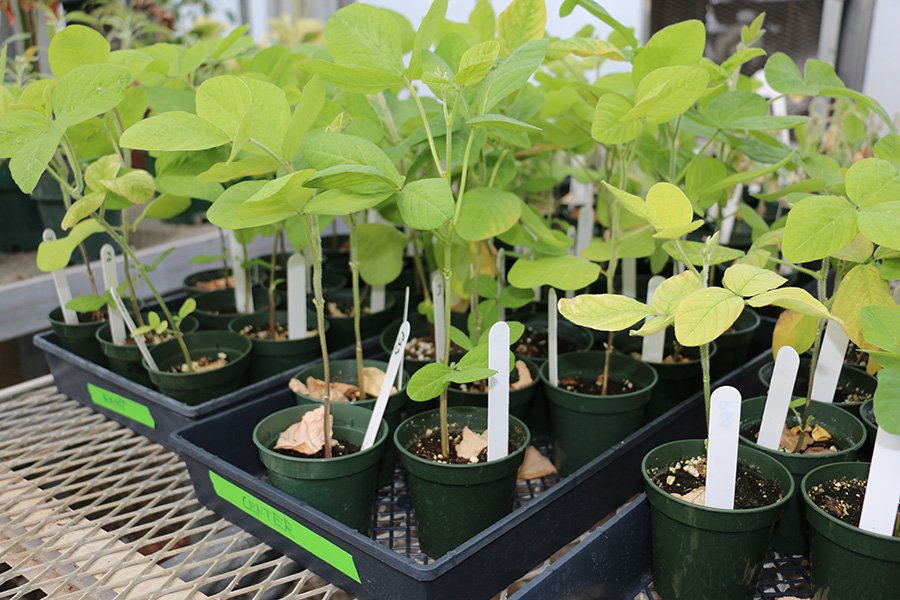 McMasterEng's tweet photo. Today's Inside the Lab Instagram story looks at the progress of a plant research project in the @HoareLab: https://t.co/8sO4t3tCx0 https://t.co/usDJsILqMx