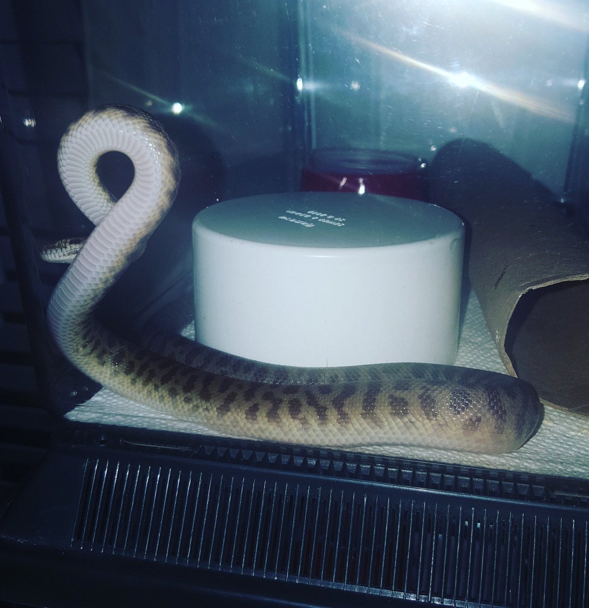 PCExotics's tweet photo. Children's pythons are a really great species to keep. You'll be hard pressed to find any aussie pythons that aren't a blast. #antaresia https://t.co/UtKcEjM9I4