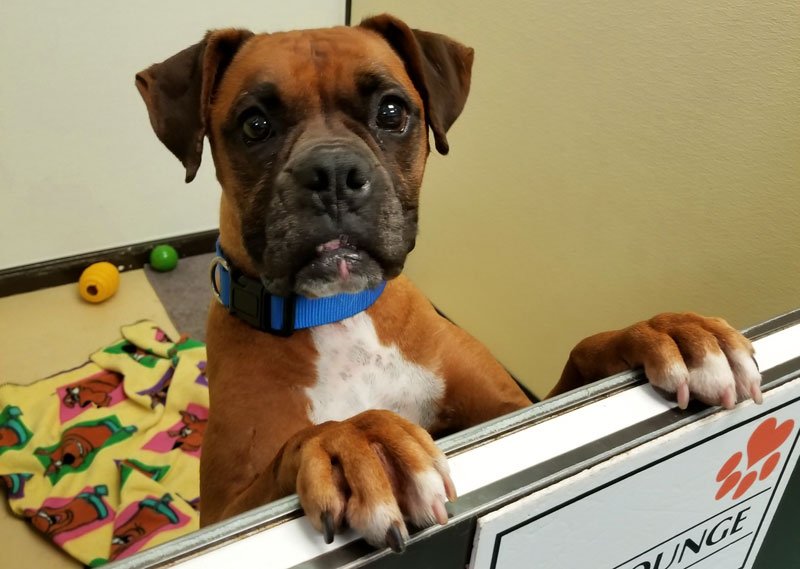 KY Humane Society tweet media