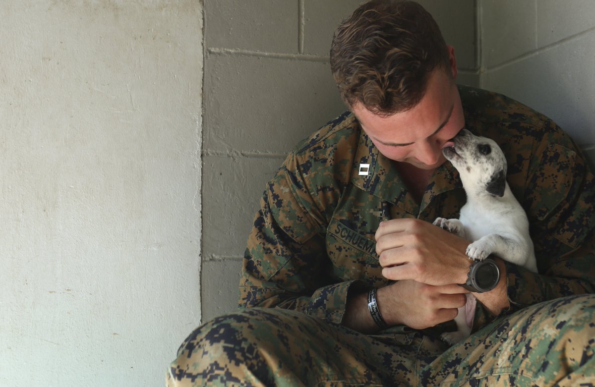 DeptofWar's tweet photo. 🎶And they call it, 🐶 love.🎶 @USMC Capt. Thomas Schueman took a break from training to visit an animal shelter in #Queensland, #Australia. https://t.co/ocbQ0UgbYK