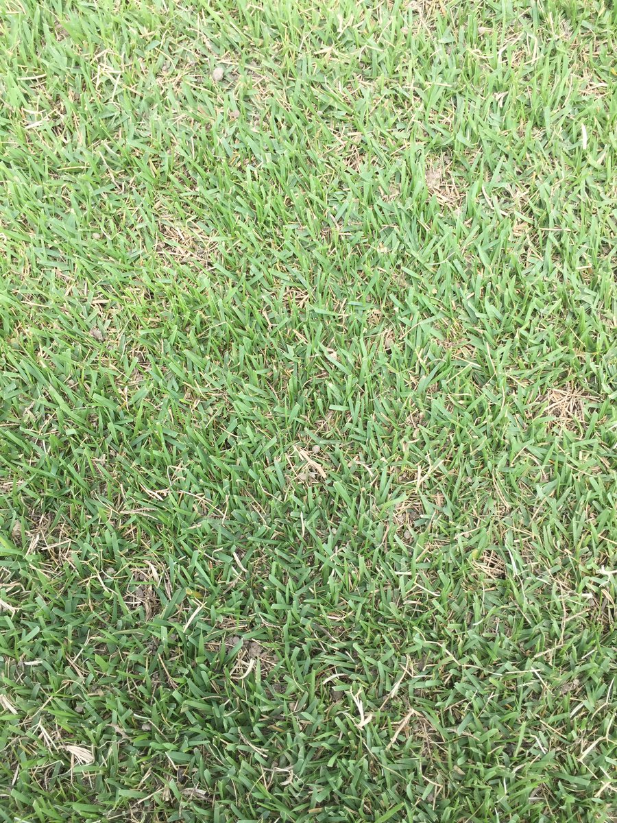 DjLaw308's tweet photo. Another quick drag and blow and its hard to believe we aerated fairways on Monday. #pigpen #dustbowl2017 #zoysia https://t.co/h8AMDFaMR3