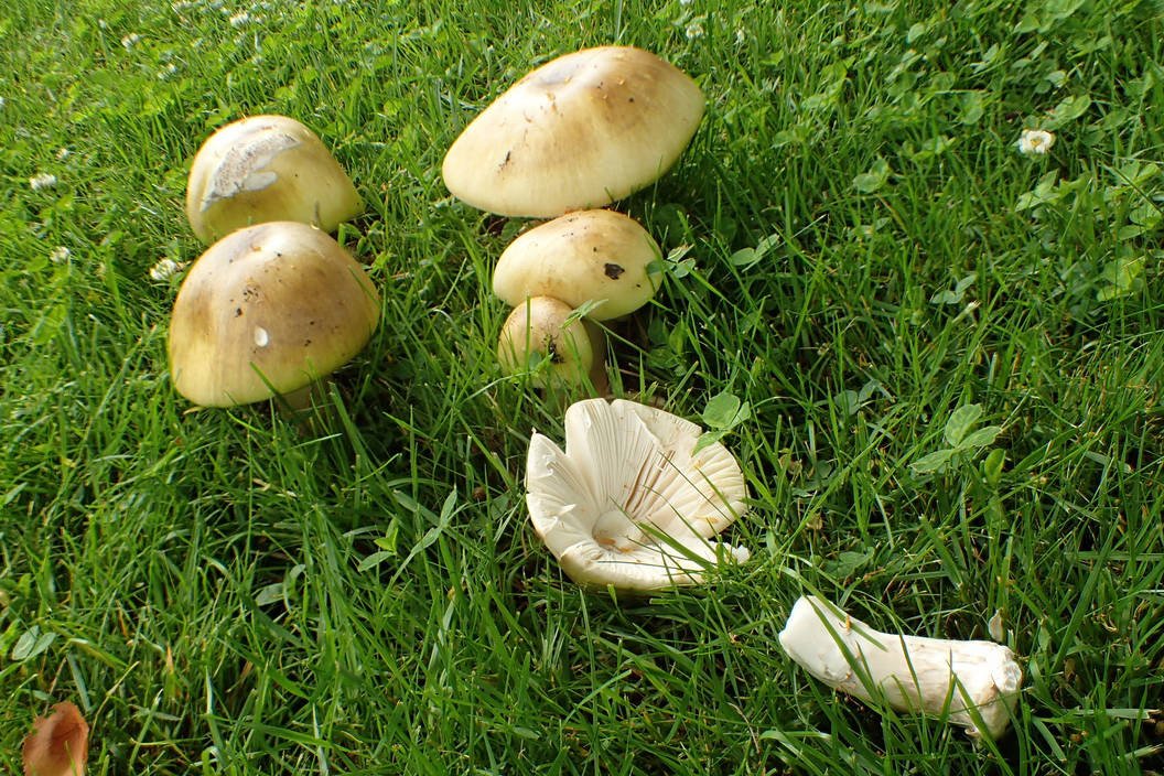 Experts warn mushroom pickers to be careful after deadly variety found in Oak Bay dlvr.it/PWr7z3 #yyj https://t.co/rypiem5gzq