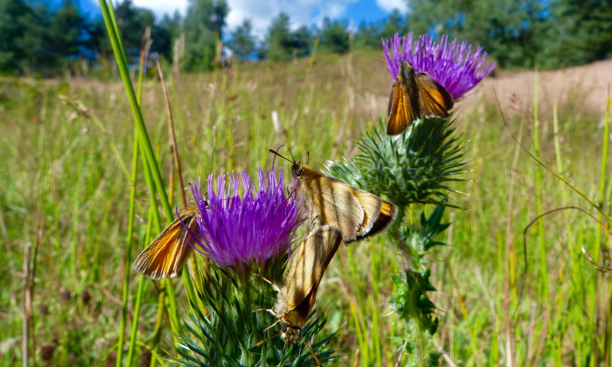 CatherineEsse's tweet photo. Social climbers? Skippers getting on top of things a couple of days ago under vivid blue skies 🌤 Spalford Warren, Notts 🦋🌼🗼🌸🗼@HARTResearch https://t.co/ip0L9Q7XcA