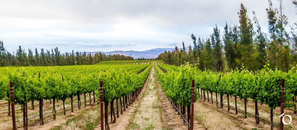 QorkzWine's tweet photo. #Chalone has #sunny #days and #cool #nights to let #grapes #ripen over a #longer time https://t.co/0cEJF50PH7 https://t.co/IIVfZVeFQ5