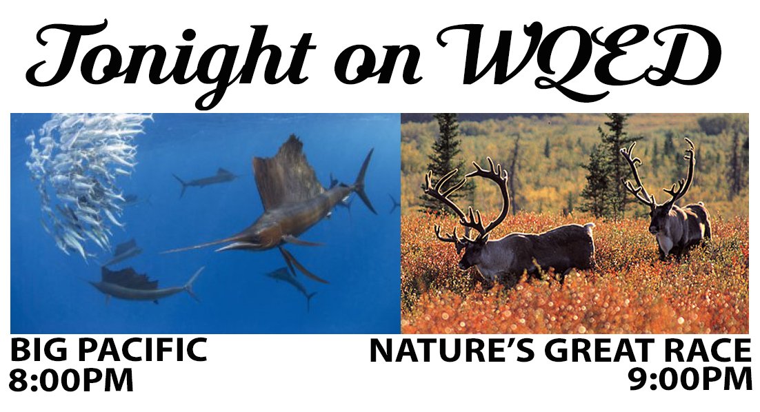 wqed's tweet image. Forget summer repeats! NEW &quot;Big Pacific&quot; + &quot;Nature&apos;s Great Race&quot; TONIGHT on WQED! #UninterruptedViewing #CommercialFree #ILovePBS