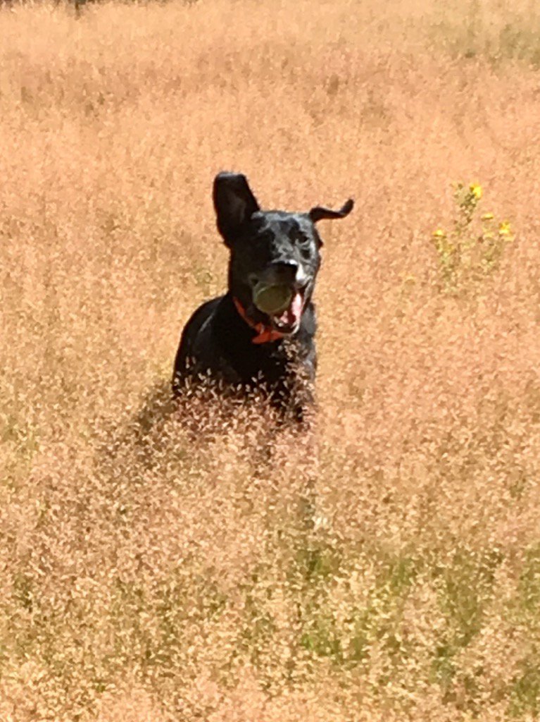 bowduckin's tweet photo. A ball and a field is all he needs https://t.co/UmI9q9yY1F