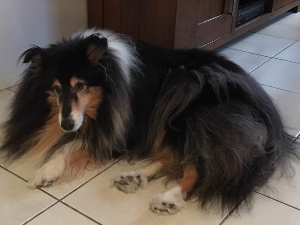 MaartenPSV's tweet photo. Vandaag afscheid moeten nemen van onze lieve hond Megan. https://t.co/GOY8ZUntKN