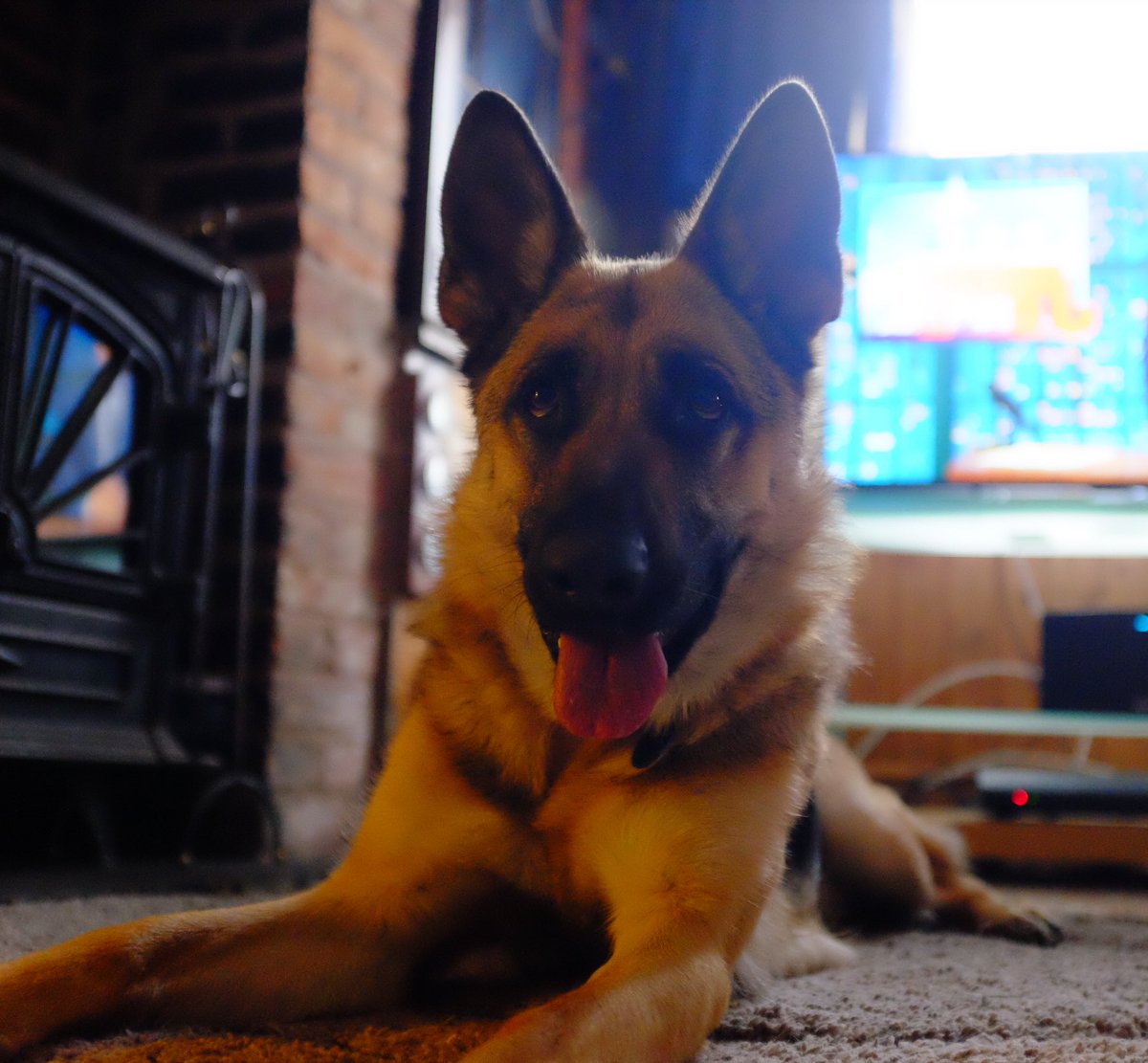 At least someone is happy to see me home, clearly the stay in the kennels has been forgiven #youareneveralonewithadog