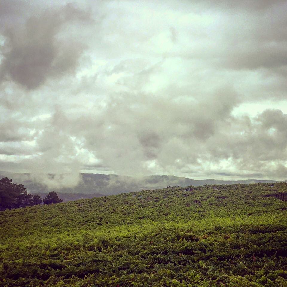 SrodeRubios's tweet photo. Por fin un poco de 🌧🌧 para nuestras viñas! #albariño #sousón #pedral #winelovers #riasbaixas #condadotea #treixadura #galiciacalidade https://t.co/HzdLk1ofO9