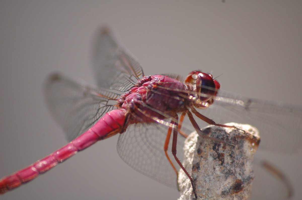 Boa Tarde!
#BetaAjudaBeta #missaoBeta Limited Time Free Trial Hulu Plus