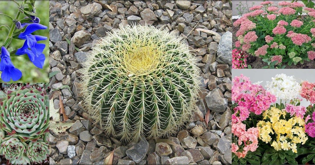 BloomingSecrets's tweet photo. 20 Easy Plants That You Almost Never Have To Water #gardening #plants https://t.co/UaLrZ5jwSY https://t.co/PPmFhKBubW