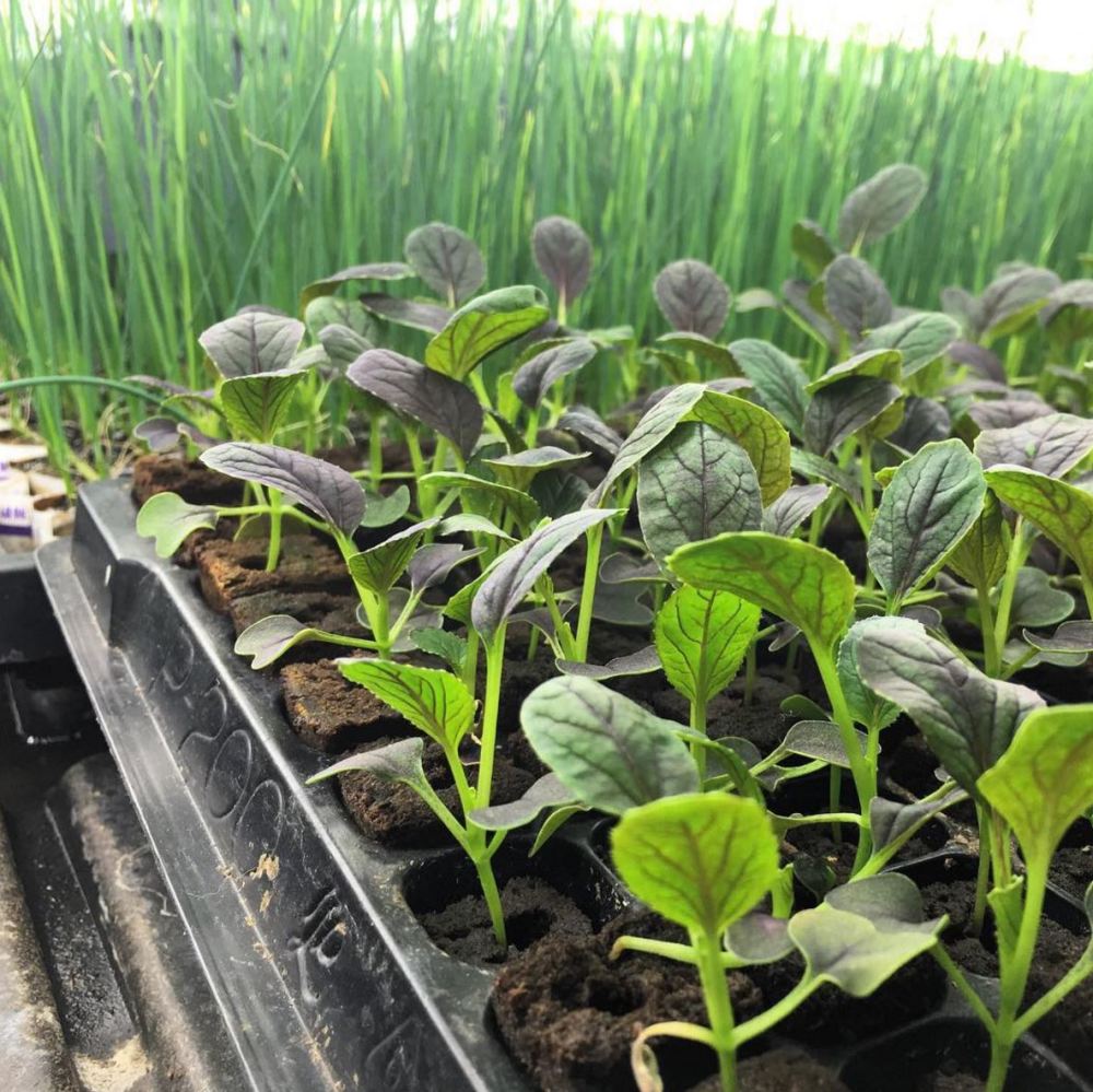 UpstartFarmers's tweet photo. It's time to enable more farmers to grow fresh, more transparent food! Who's with us?! https://t.co/c2M5B1va2n https://t.co/MagCo2Bzay