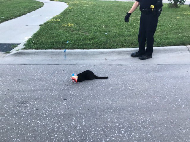 Lincoln_Police's tweet photo. Sgt Muff helped a cat☺️ He saw the cat had a bag stuck on its head so he freed it! #LNK #LPD #CopsDoingGood #BeKind https://t.co/2rUIfu0anq