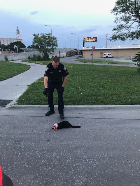 Lincoln_Police's tweet photo. Sgt Muff helped a cat☺️ He saw the cat had a bag stuck on its head so he freed it! #LNK #LPD #CopsDoingGood #BeKind https://t.co/2rUIfu0anq