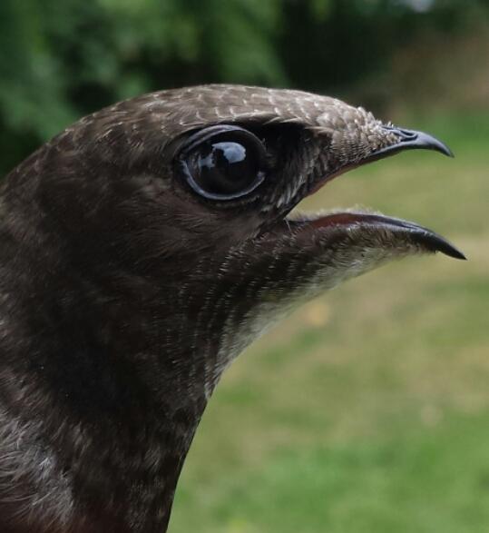 lee00barber's tweet image. The beak maybe small but the mouth certainly isn't. Now wearing a @_BTO ring to help find out where it goes and how long it lives.