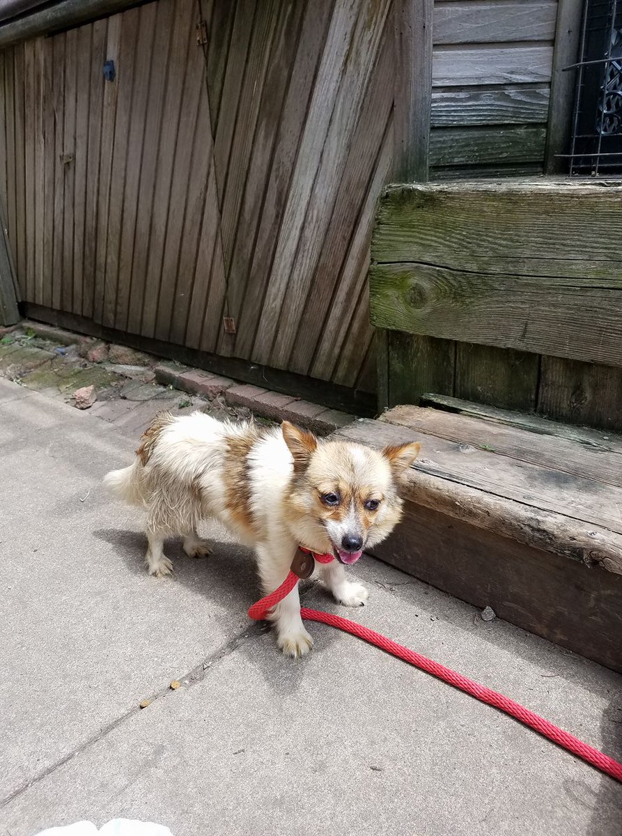 humaneworldorg's tweet photo. Welcome to the United States, Jennie! She is heading to Sheboygan Humane Society, where she will soon be up for adoption. β€οΈ https://t.co/HpbZecYYJ4