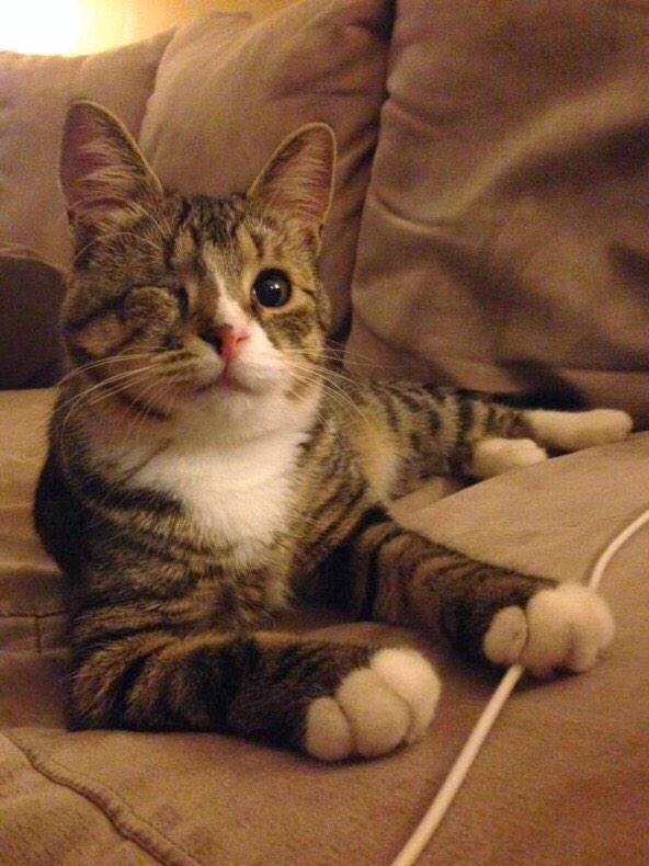 VersoConspirado's tweet image. Você não tem que ser perfeito para ser bonito ❤🐶