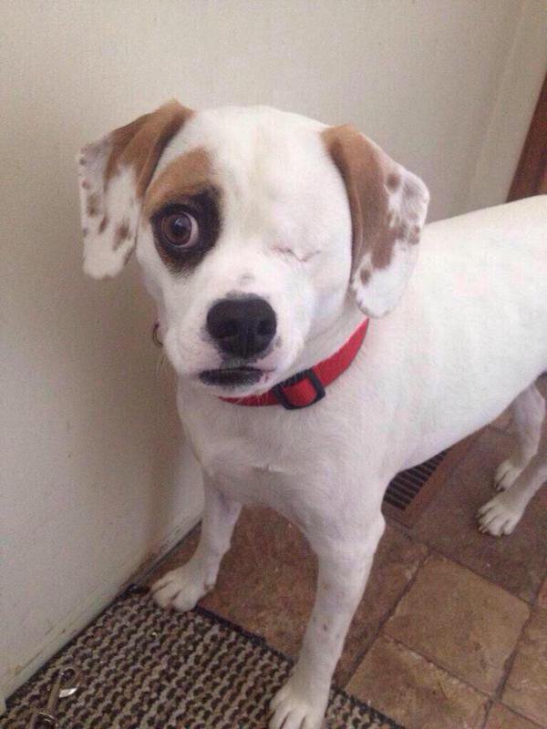 VersoConspirado's tweet image. Você não tem que ser perfeito para ser bonito ❤🐶