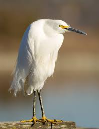 An egret, hunched over and looking a little grumpy